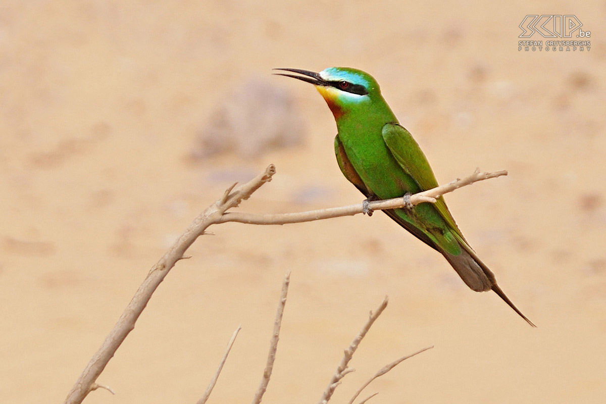 Ain Khadra - Green bee-eater An amazing green bee-eater (Merops persicus) near the Ain Khadra oasis. Stefan Cruysberghs
